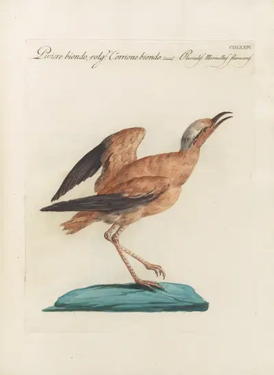 Ornithologia methodice digesta Pl.456 av Saverio Manetti