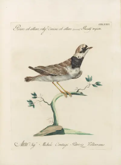 Ornithologia methodice digesta Pl.458 av Saverio Manetti