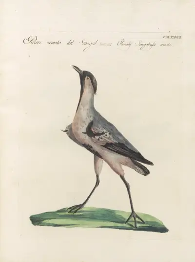 Ornithologia methodice digesta Pl.460 av Saverio Manetti