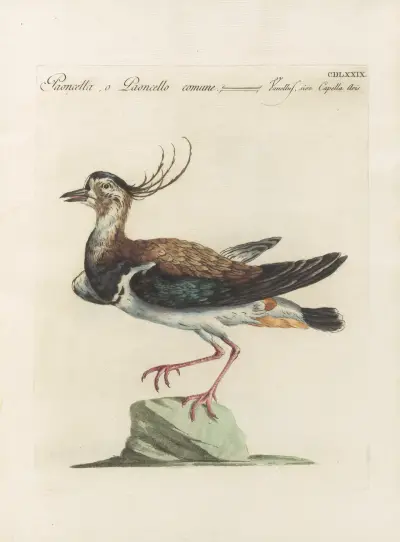 Ornithologia methodice digesta Taf. 461 von Saverio Manetti