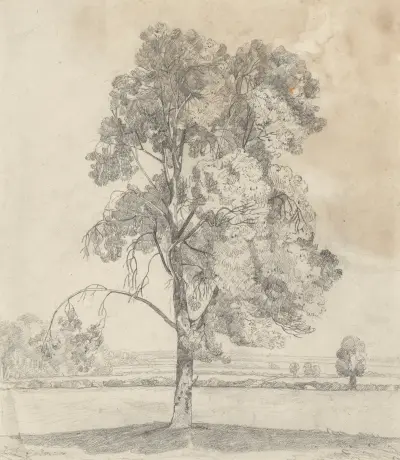 Studie av ett träd av John Sell Cotman