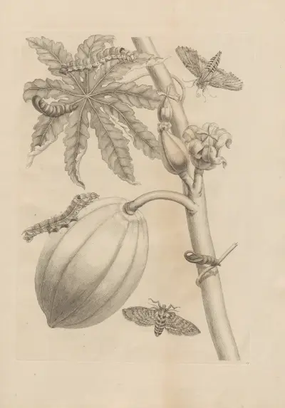 Dissertatio de generatione et metamorphosibus insectorum surinamensium Pl.64 av Maria Sibylla Merian