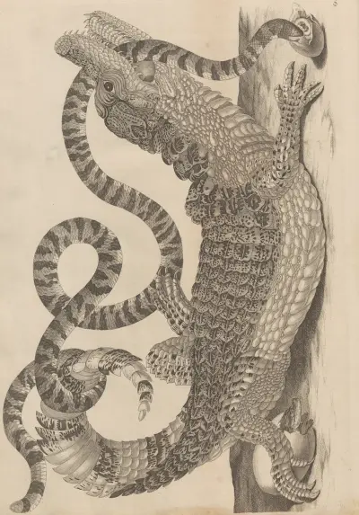 Dissertatio de generatione et metamorphosibus insectorum surinamensium Pl.69 av Maria Sibylla Merian
