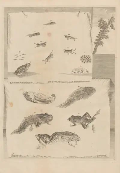 Dissertatio de generatione et metamorphosibus insectorum surinamensium Pl.71 av Maria Sibylla Merian