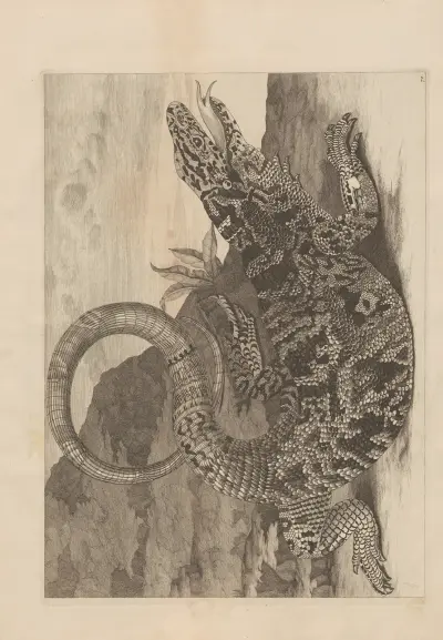 Dissertatio de generatione et metamorphosibus insectorum surinamensium Pl.70 av Maria Sibylla Merian