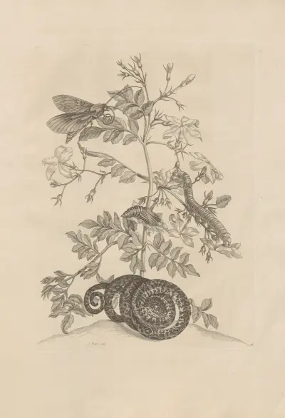 Dissertatio de generatione et metamorphosibus insectorum surinamensium Pl.46 av Maria Sibylla Merian