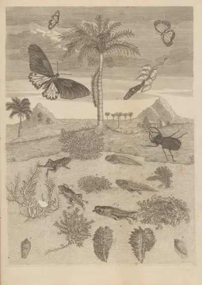 Dissertatio de generatione et metamorphosibus insectorum surinamensium Pl.72 av Maria Sibylla Merian
