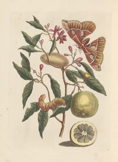 Dissertation sur la generation et les transformations des insectes de Surinam Pl.53 av Maria Sibylla Merian