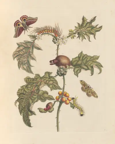 Dissertation sur la generation et les transformations des insectes de Surinam Pl.67 av Maria Sibylla Merian