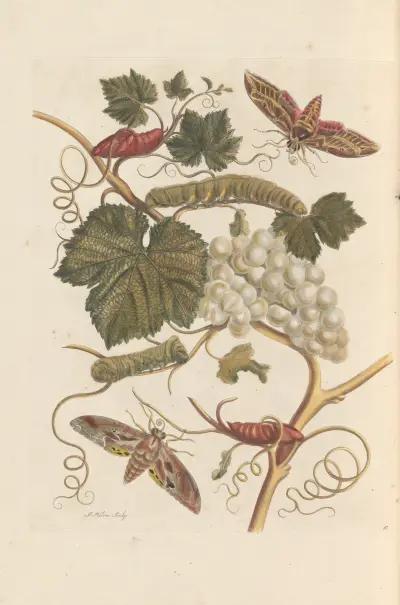 Dissertation sur la generation et les transformations des insectes de Surinam Pl.37 av Maria Sibylla Merian