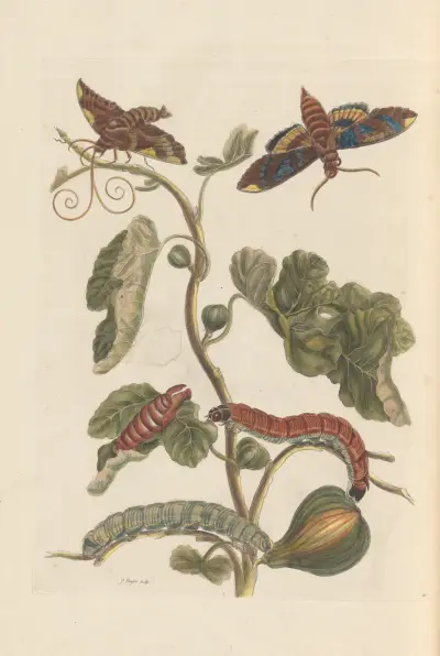 Dissertation sur la generation et les transformations des insectes de Surinam Pl.34 av Maria Sibylla Merian