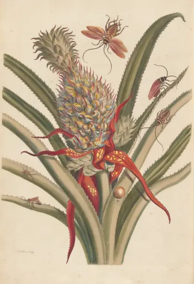 Dissertation sur la generation et les transformations des insectes de Surinam Pl.64 av Maria Sibylla Merian