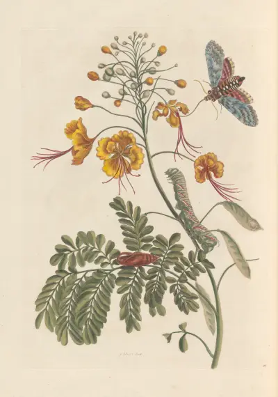 Dissertation sur la generation et les transformations des insectes de Surinam Pl.61 av Maria Sibylla Merian