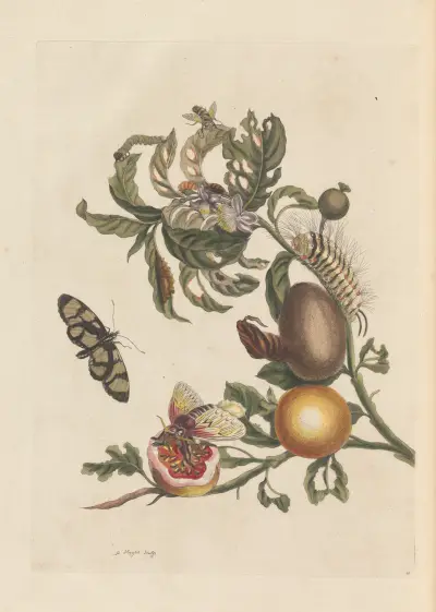 Dissertation sur la generation et les transformations des insectes de Surinam Pl.38 av Maria Sibylla Merian