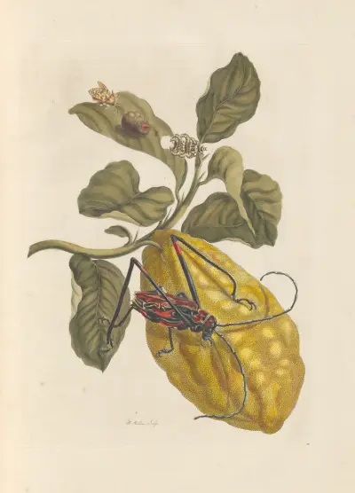 Dissertation sur la generation et les transformations des insectes de Surinam Pl.40 av Maria Sibylla Merian