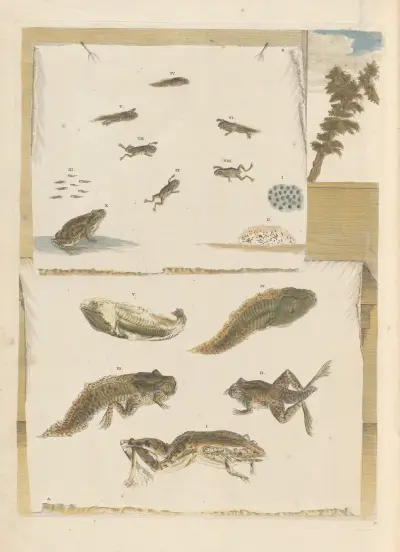 Dissertation sur la generation et les transformations des insectes de Surinam Pl.72 av Maria Sibylla Merian