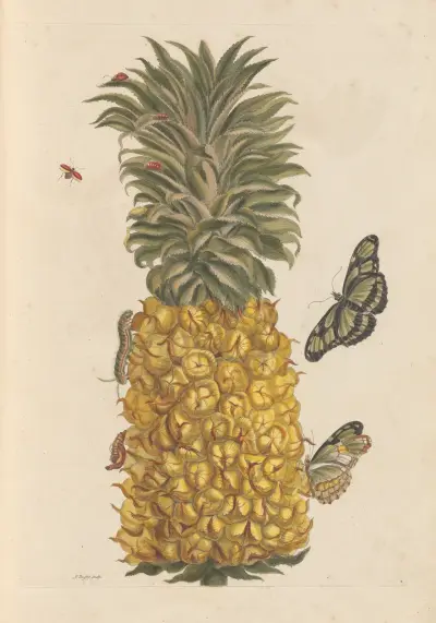 Dissertation sur la generation et les transformations des insectes de Surinam Pl.52 av Maria Sibylla Merian