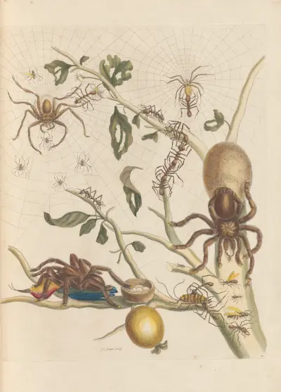 Dissertation sur la generation et les transformations des insectes de Surinam Pl.50 av Maria Sibylla Merian