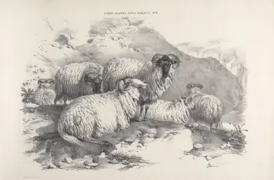 Thomas Sydney Cooper’s cattle subjects Pl.05 av Thomas Sidney Cooper