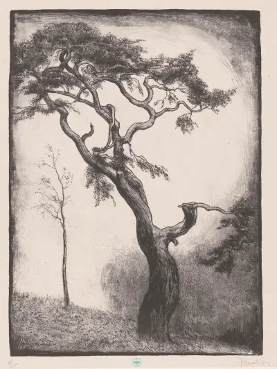 Dennenboom von Simon Moulijn