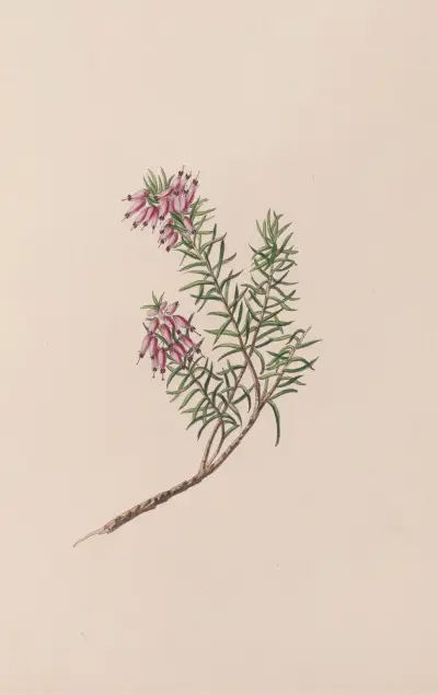 Dwarf Heath av John Stevens Henslow