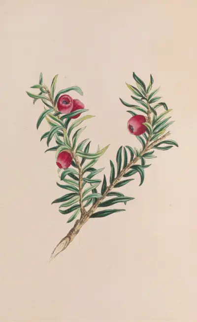 Moss av John Stevens Henslow