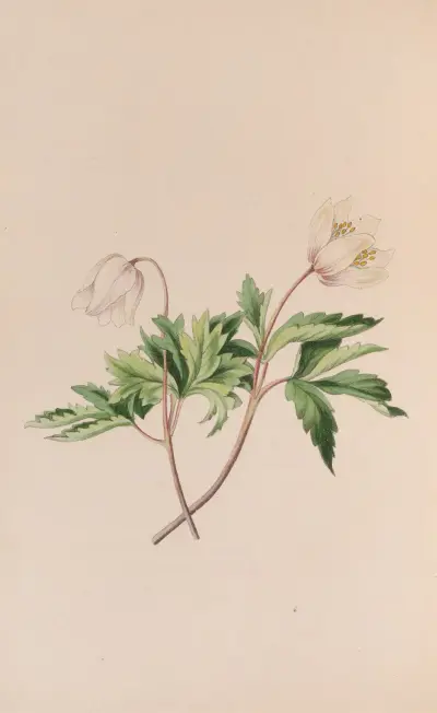 Wood Anemone av John Stevens Henslow