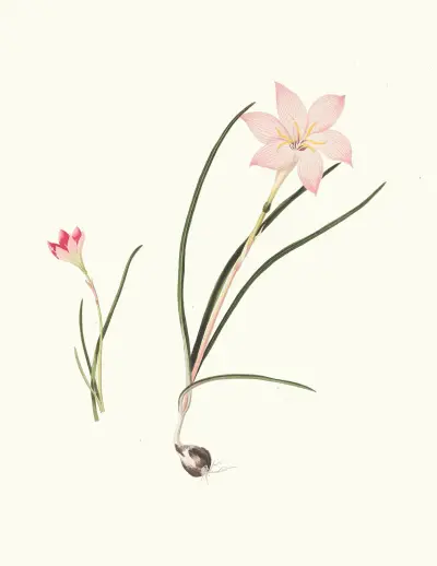1. Zephyranthes Carinatus. 2. Zephyranthes Rosea. av Priscilla Susan Bury