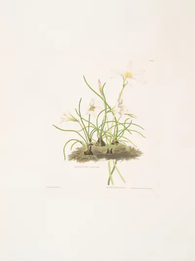1. Zephyranthes tubispatha 2. Zephyranthes Candida av Priscilla Susan Bury