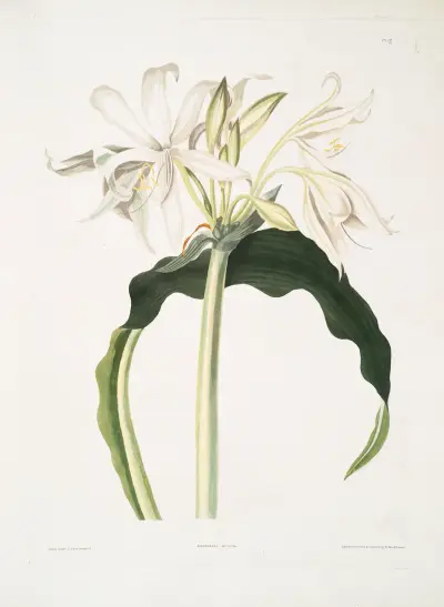 Amaryllis aulica av Priscilla Susan Bury