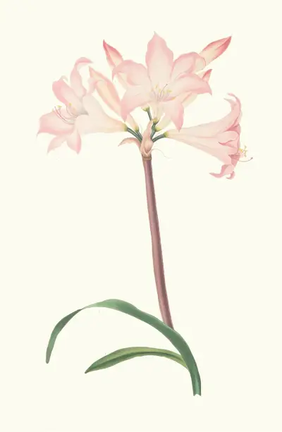 Amaryllis Belladonna av Priscilla Susan Bury