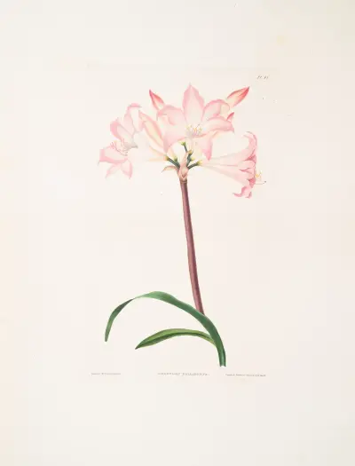 Amaryllis belladonna av Priscilla Susan Bury