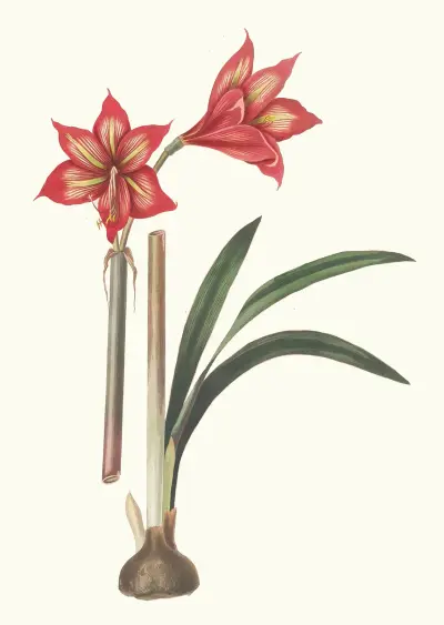 Amaryllis Correiensis. av Priscilla Susan Bury