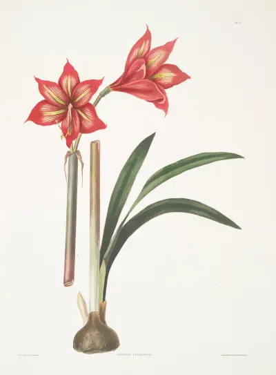 Amaryllis correiensis av Priscilla Susan Bury