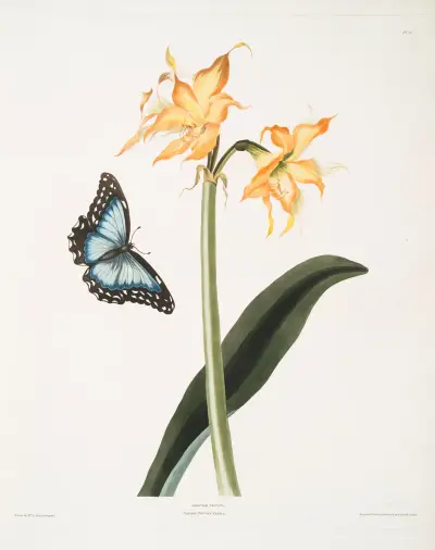 Amaryllis crocata – Papilio nestor branil av Priscilla Susan Bury