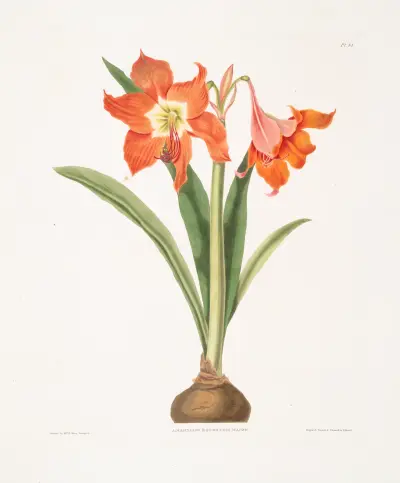 Amaryllis equestris (major) av Priscilla Susan Bury