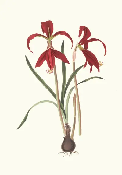 Amaryllis Formosissima. av Priscilla Susan Bury