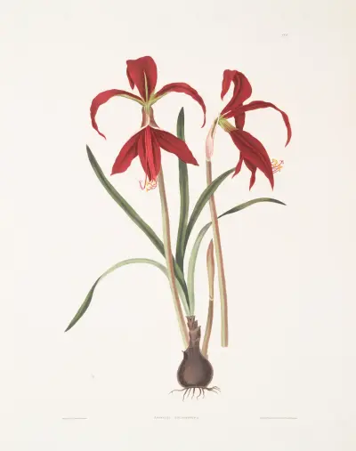 Amaryllis Formosissima av Priscilla Susan Bury