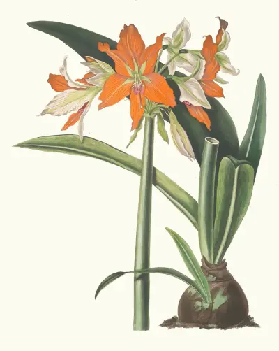 Amaryllis Fulgida, 1834 – nr 2 av Priscilla Susan Bury