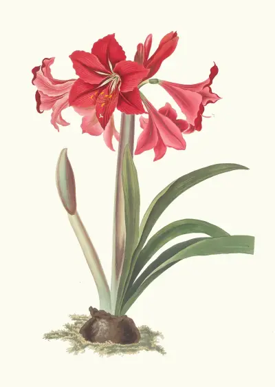 Amaryllis Johnsoni. av Priscilla Susan Bury
