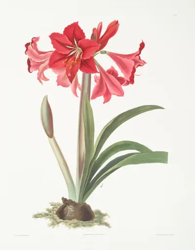 Amaryllis Johnsoni. av Priscilla Susan Bury