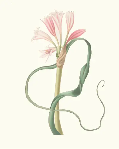 Amaryllis Longifolia (Glauca) av Priscilla Susan Bury