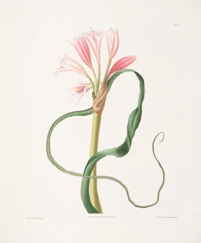 Amaryllis longifolia (glauca) av Priscilla Susan Bury