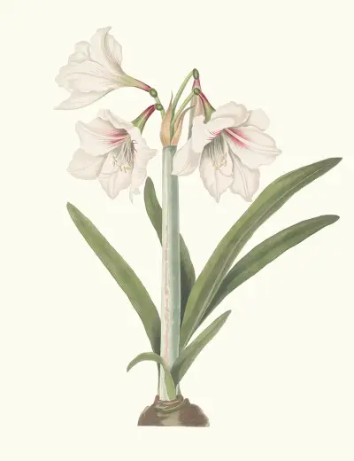Amaryllis Picta. av Priscilla Susan Bury