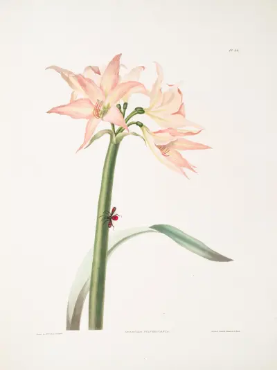 Amaryllis pulverulenta, Hippeastrum pulverulentum, Amaryllis acuminata av Priscilla Susan Bury