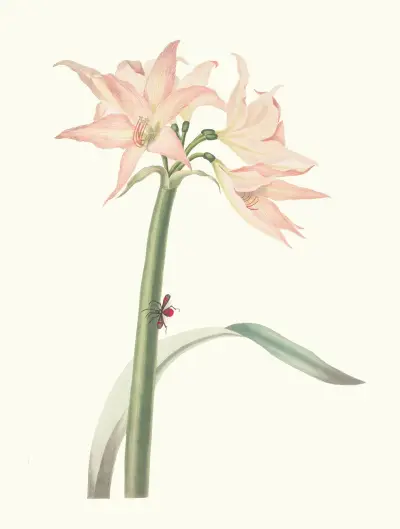 Amaryllis Pulverulenta av Priscilla Susan Bury