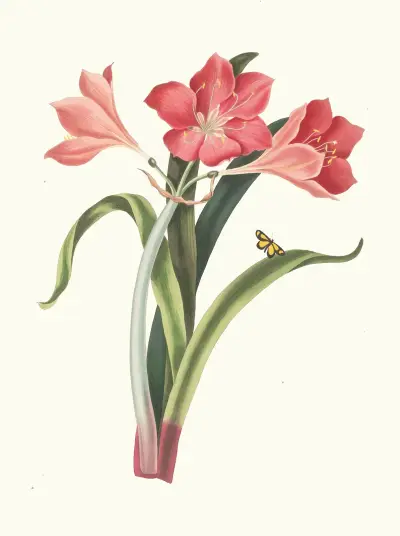 Amaryllis Purpurea (Major) av Priscilla Susan Bury