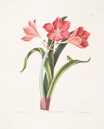 Amaryllis purpurea (major) av Priscilla Susan Bury