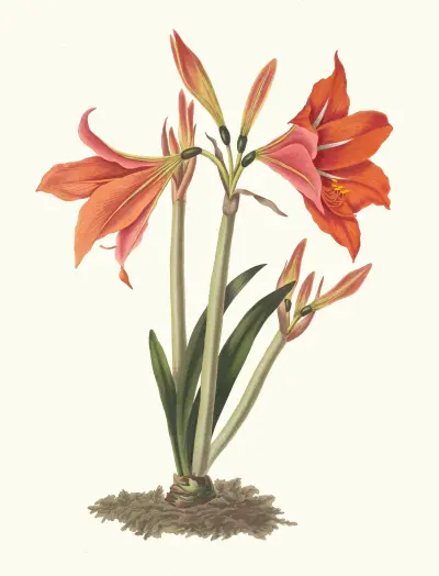 Amaryllis Reginaæ (Mexikansk lilja, Amaryllis) av Priscilla Susan Bury