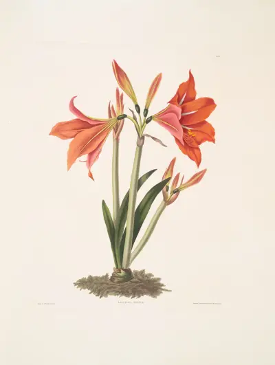 Amaryllis regina (Mexikansk lilja) av Priscilla Susan Bury